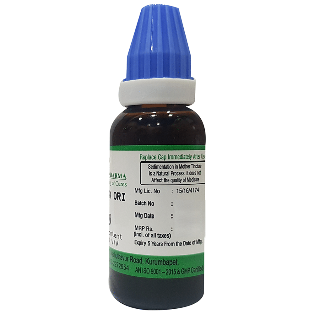 Hering Pharma Blatta Ori Mother Tincture Q